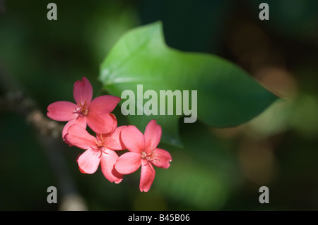 Jatropha integerrima Spicy Jatrophs plant with red flowers Stock Photo