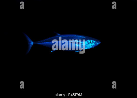 zoology / animals, fish, tuna, Dogtooth tuna, (Gymnosarda unicolor), underwater shot, distribution: Indio Pacific Ocean, Central Pacific Ocean, Eastern Africa to Japan, Phillippines, Australia, Additional-Rights-Clearance-Info-Not-Available Stock Photo