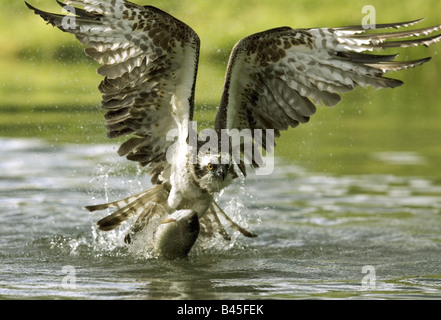 zoology / animals, avian / bird, Pandionidae, Osprey (Pandion haliaetus), flying, hunting, Kangasala, Finland, Europe, distribution: worldwide without South America, Additional-Rights-Clearance-Info-Not-Available Stock Photo