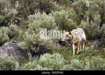 zoology / animals, mammal / mammalian, coyote, (Canis latrans ...