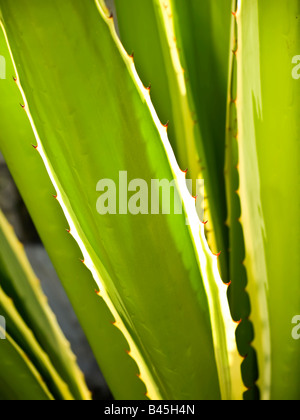 Detail of long leaf cactus plant with red thorns Stock Photo
