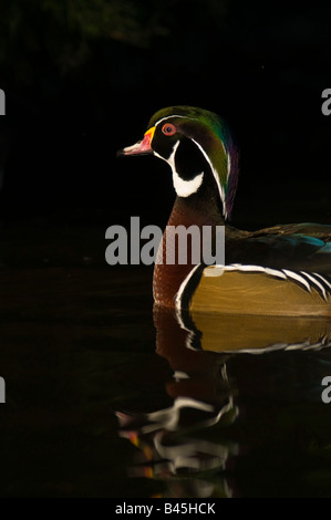 Mandarin Duck Aix galericulata swimmingby the  edge of a rocky pool:Lancashire Stock Photo