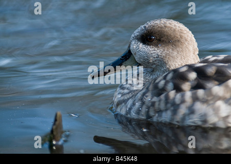 Marbled Teal Marmaronetta angustirostris on water. Stock Photo