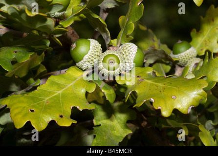 botany, Quercus, 'Downy Oak' (Quercus pubescens), several fruits and leaves on branch, Leitha mountains, Austria, Additional-Rights-Clearance-Info-Not-Available Stock Photo