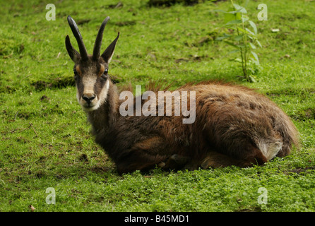zoology / animals, mammal / mammalian, Bovidae, Chamois (Rupicapra rupicapra), lying in meadow, Lüneburg Heath, Germany, distribution: Europe, Asia, Additional-Rights-Clearance-Info-Not-Available Stock Photo