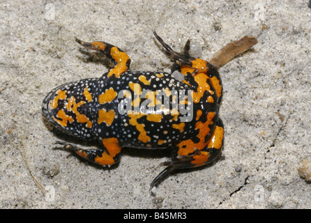 zoology / animals, amphibian, Bombinatoridae, European Fire-bellied Toad (Bombina bombina), lying on back, red speckled venter, Neusiedler See, Austria, distribution: Europe, Additional-Rights-Clearance-Info-Not-Available Stock Photo