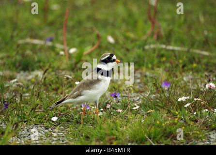 zoology / animals, avian / bird, Charadriidae, Ringed Plover (Charadrius hiaticula), walking in meadow, Nordstrand, Germany, distribution: north Europe, central Europe, winter: Mediterranean area, Additional-Rights-Clearance-Info-Not-Available Stock Photo