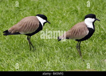 zoology / animals, avian / bird, Charadriidae, Spur-winged Plover (Hoplopterus spinosus), two birds in meadow, Lüneburg Heath, distribution: Europe, eastern Africa, western Asia, Additional-Rights-Clearance-Info-Not-Available Stock Photo