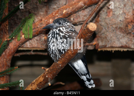 zoology / animals, avian / bird, Corvidae, Spotted Nutcracker (Nucifraga caryocatactes), sitting on branch, Bavarian Forest, Germany, distribution: Europe, Additional-Rights-Clearance-Info-Not-Available Stock Photo