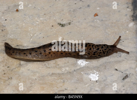 zoology / animals, mollusc, Limacidae, Great Grey Slug (Limax maximus), on a stone, Buchhofen, Germany, distribution: Europe, Additional-Rights-Clearance-Info-Not-Available Stock Photo
