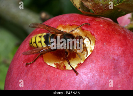zoology / animals, insect, Vespidae, European hornet (Vespa crabro), sitting on apple, eating, distribution: Europe, Additional-Rights-Clearance-Info-Not-Available Stock Photo