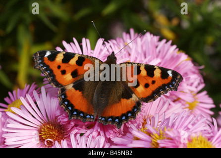 zoology / animals, insect, Nymphalidae, Small Tortoiseshell (Aglais urticae), sitting on flower, Buchhofen, Germany, distribution: Europe, Asia, Additional-Rights-Clearance-Info-Not-Available Stock Photo