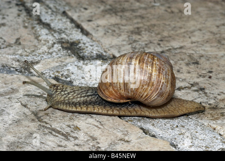 zoology / animals, mollusc, Helicidae, grapevine snail (Helix pomatia), snail on slab, Buchhofen, Germany, distribution: Europe, Additional-Rights-Clearance-Info-Not-Available Stock Photo