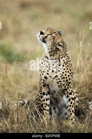 zoology / animals, mammal / mammalian, Felidae, Cheetah (Acinonyx jubatus), shaking body, Masai Mara Reserve, Kenya, distribution: Africa, Additional-Rights-Clearance-Info-Not-Available Stock Photo