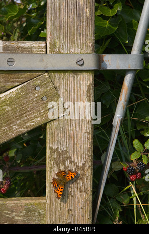 Comma Butterfly on Hedgerow Gate Norfolk UK September Stock Photo