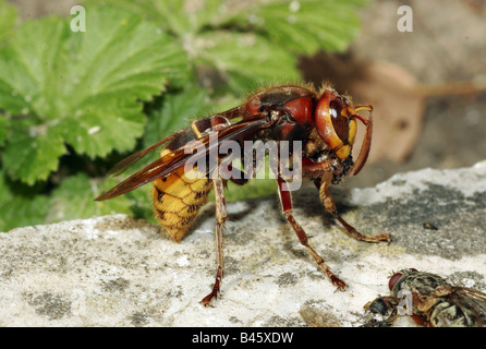 zoology / animals, insect, Vespidae, European hornet (Vespa crabro), eating, distribution: Europe, Additional-Rights-Clearance-Info-Not-Available Stock Photo