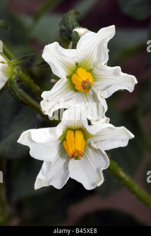 botany, potato, (Solanum tuberosum), potatoes, white blossoms, Additional-Rights-Clearance-Info-Not-Available Stock Photo