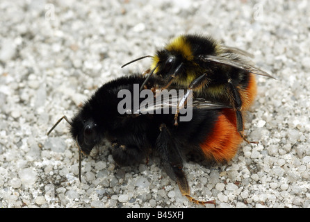 zoology / animals, insects, bumblebees, Red-tailed Bumblebee, (Bombus lapidarius), pairing on ground, distribution: Paleoarctic, Europe, Northern Africa, Asia, Additional-Rights-Clearance-Info-Not-Available Stock Photo