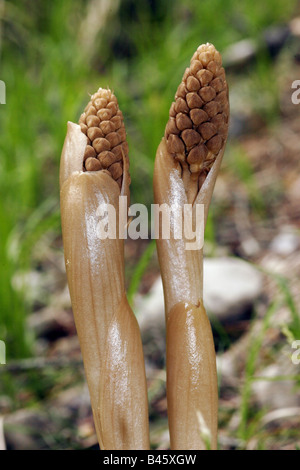 botany, nest orchid, (Neottia), species, Bird's nest Orchid, (Neottia nidus-avis), blossom, Additional-Rights-Clearance-Info-Not-Available Stock Photo
