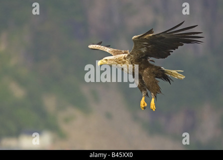 zoology / animals, avian / birds, White-tailed Eagle, (Haliaeetus albicilla), flying, Norway, distribution: Europe, Asia to North Eastern China, Additional-Rights-Clearance-Info-Not-Available Stock Photo
