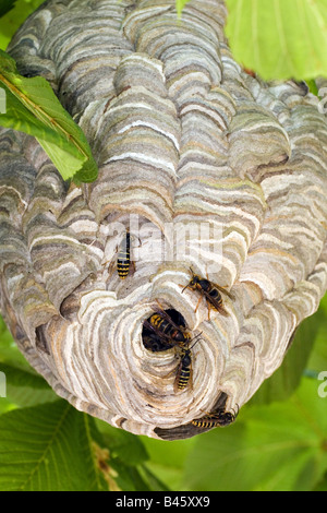 zoology / animals, insects, wasps, Median Wasp, (Dolichovespula media), at nest entrance, Muensterland, Germany, distribution: Asia, Europe, Additional-Rights-Clearance-Info-Not-Available Stock Photo