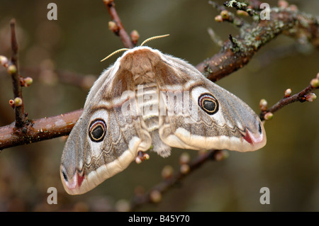 Emperor Moth (Saturnia pavonia, Eudia pavonia), female Stock Photo