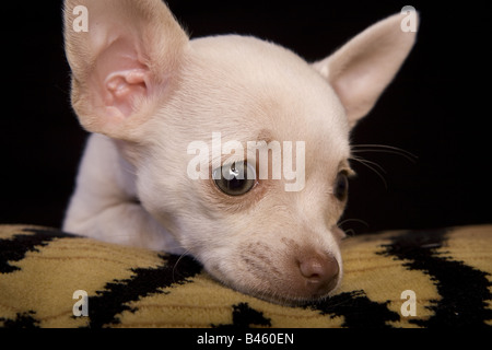 Cute cream color shorthaired Chihuahua puppy lying down on tiger stripped pillow black background Stock Photo