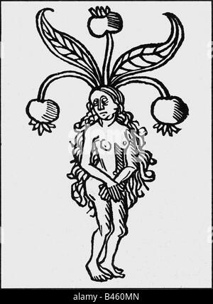 Female mandrake, 1491 free public domain image