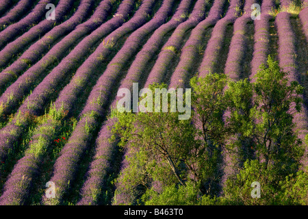 rows of lavender in a field near St-Saturnin-les-Apt, the Vaucluse, Provence, France Stock Photo