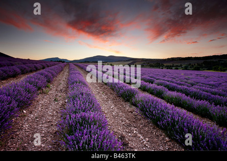 dawn in a lavender field nr Sault, the Vaucluse, Provence, France Stock Photo
