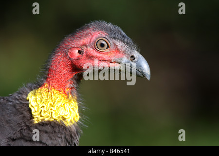 Australian Brush-Turkey Alectura lathami Male in breeding plumage on ...