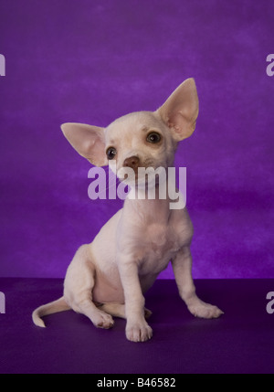 Cute cream color shorthaired Chihuahua puppy sitting on purple background Stock Photo