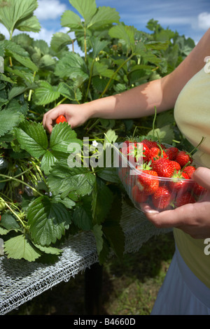 Young woman picking fresh table top strawberries from a farm shop in the English countryside Stock Photo