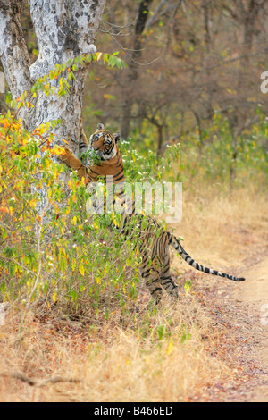 A Bengal Tiger making scratch marks on a tree, Ranthambore Tiger Reserve. (Panthera Tigris) Stock Photo