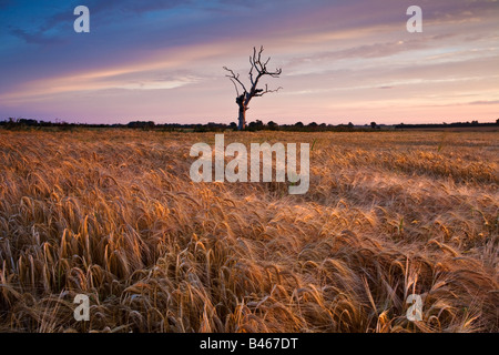 Dead tree & Barley Field illuminated by the warm light of a summers sunrise in the Norfolk Countryside.