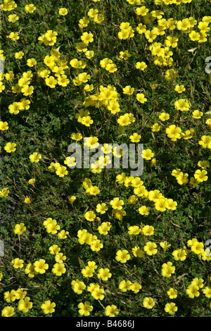 Wood Sorrel, Oxalis chrysantha, Oxalidaceae, South America Stock Photo