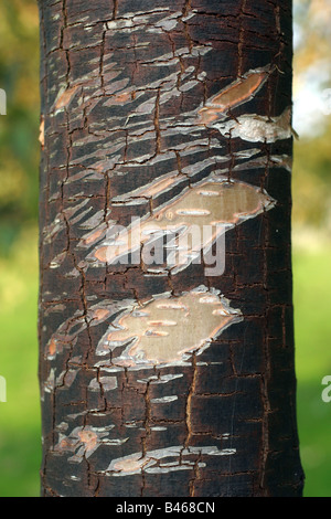 Tree Bark Detail Stock Photo