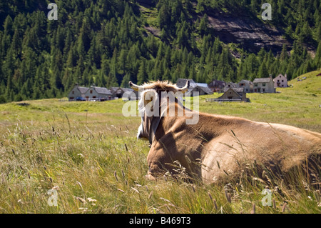 A cow is resting in an alpine pasture, Alpe Veglia italian natural park, Piedmont Italy Stock Photo