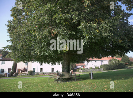 Tree and cottages Westleton village green Suffolk, England Stock Photo