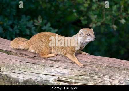 Yellow Mongoose Cynictis penicillata Stock Photo