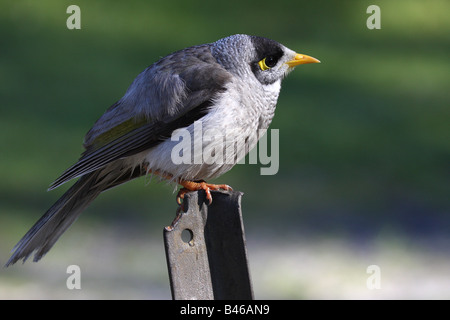 noisy miner perched on a metal post Stock Photo