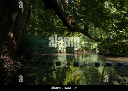 Stepping stones crossing the River Mole beneath the sweeping branch of a tree in Surrey, England. Stock Photo