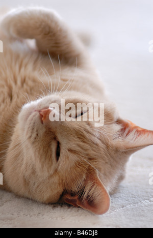 This orange colored domestic shorthair cat is lying on its back in complete relaxation, with its paw raised. Stock Photo