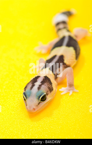 African Fat-Tailed Gecko Stock Photo
