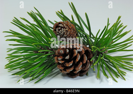 Dwarf Mountain Pine, Mountain Pine, Swiss Mountain Pine (Pinus mugo) twig with cones studio picture Stock Photo