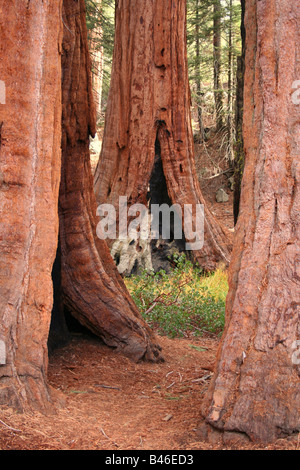 the happy family of giant sequoia trees in kings canyon national park in california Stock Photo