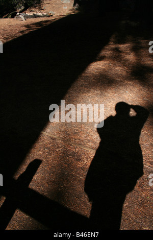 Tree Shadow, Kings Canyon National Park, California, USA Stock Photo ...