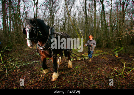 Ben May logging with shire horse. Stock Photo