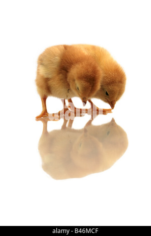 reflection of two yellow chickens isolated on white Stock Photo