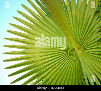 Palm leaf, Canary Islands Stock Photo